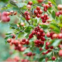 將圖片載入圖庫檢視器 CHAFADO Mulberry Hawthorn Gum【New Recipe】丨椿華堂 黑桑葚野山楂條【新配方】