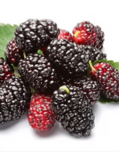 將圖片載入圖庫檢視器 Dried Mulberry 黑桑椹乾【養顏滋補 】
